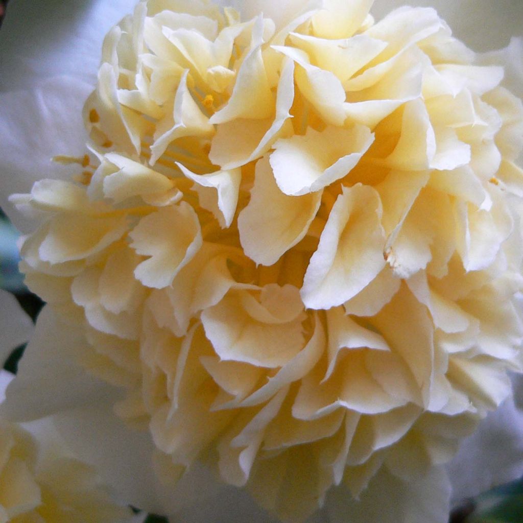 Camellia japonica Jury's Yellow