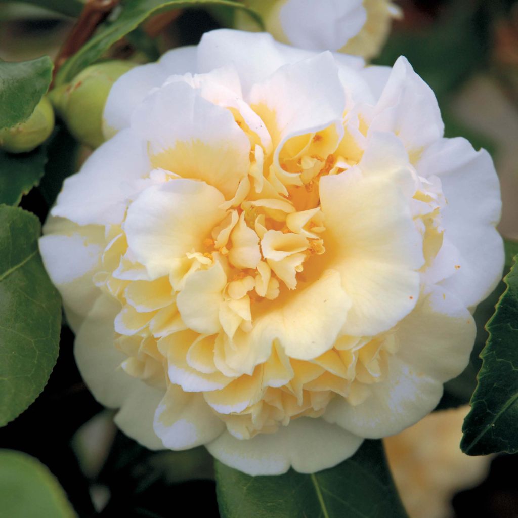 Camellia japonica Jury's Yellow