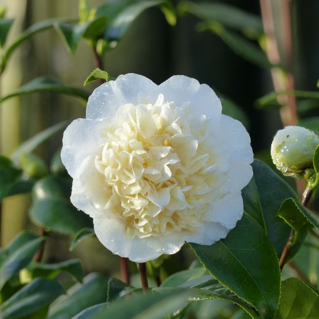 Camellia japonica Jury's Yellow