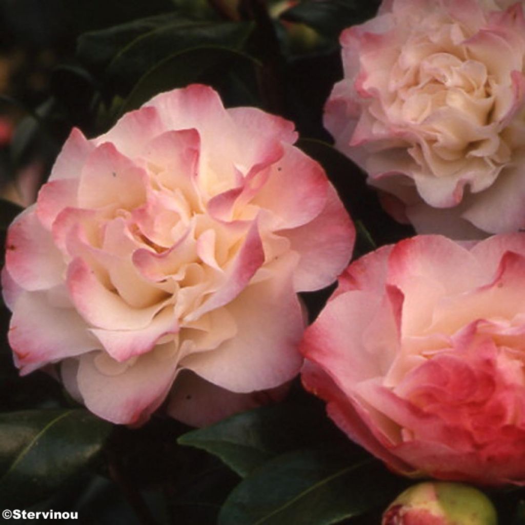 Camellia japonica Nuccio's Jewel