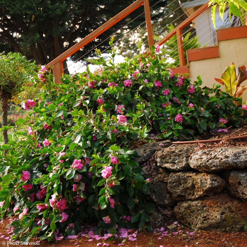 Camellia sasanqua Waterfall Pink