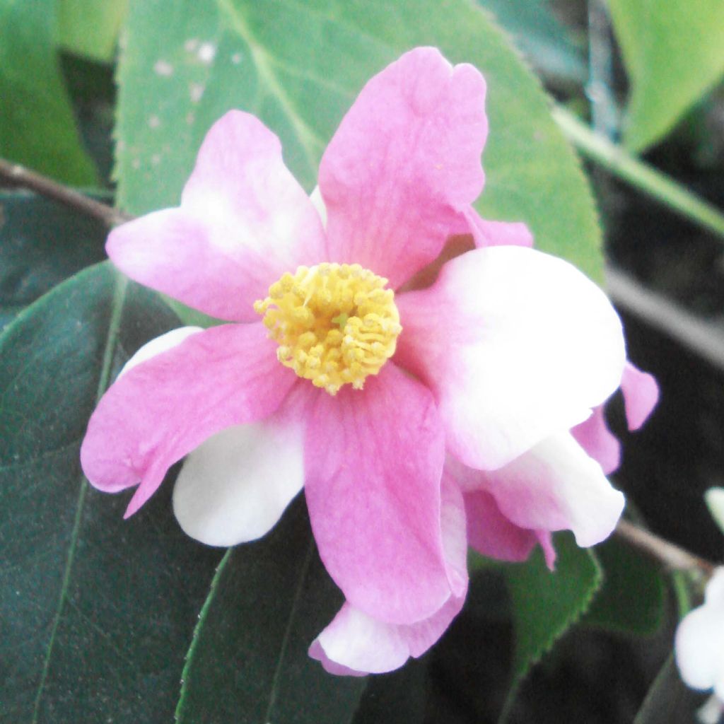 Camellia sasanqua Yume