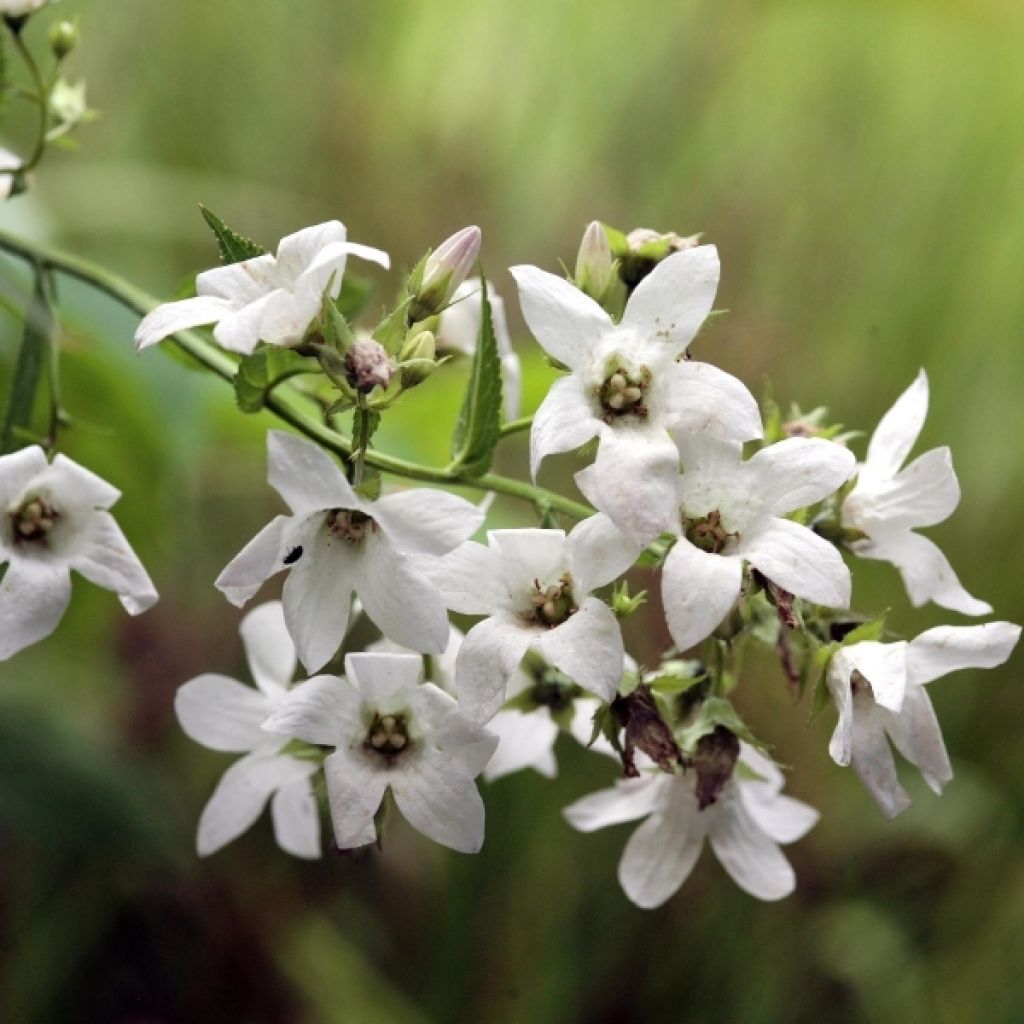 Campanula lactiflora Alba