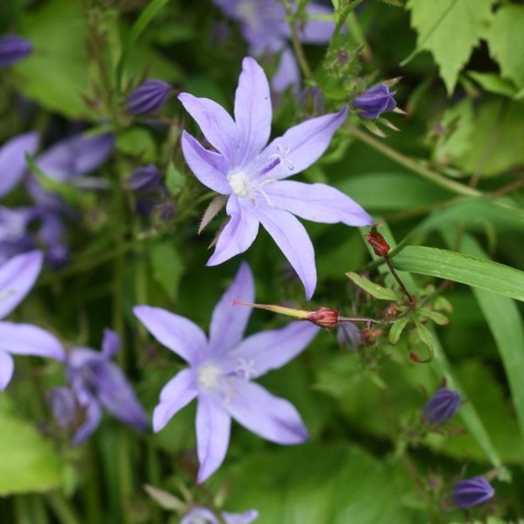 Campanula poscharskyana Stella - Campanula serba