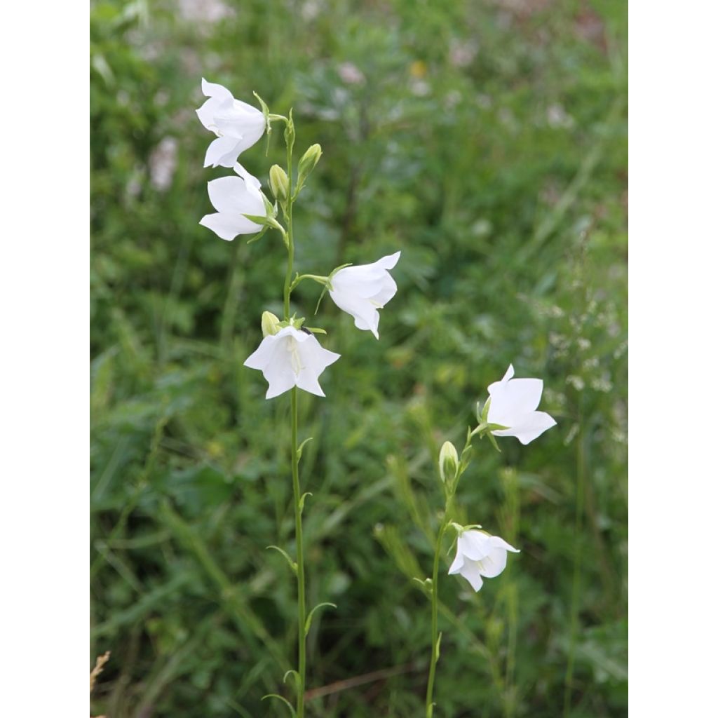 Campanula persicifolia Alba - Campanula con foglie di pesco