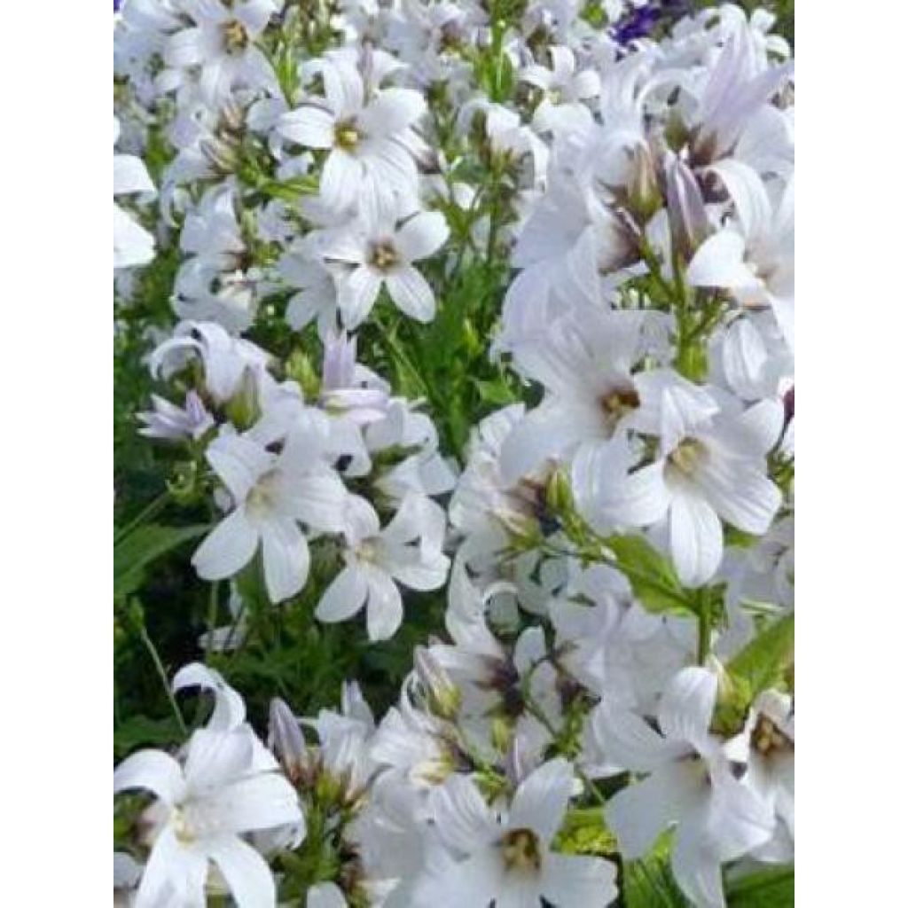 Campanula lactiflora Alba