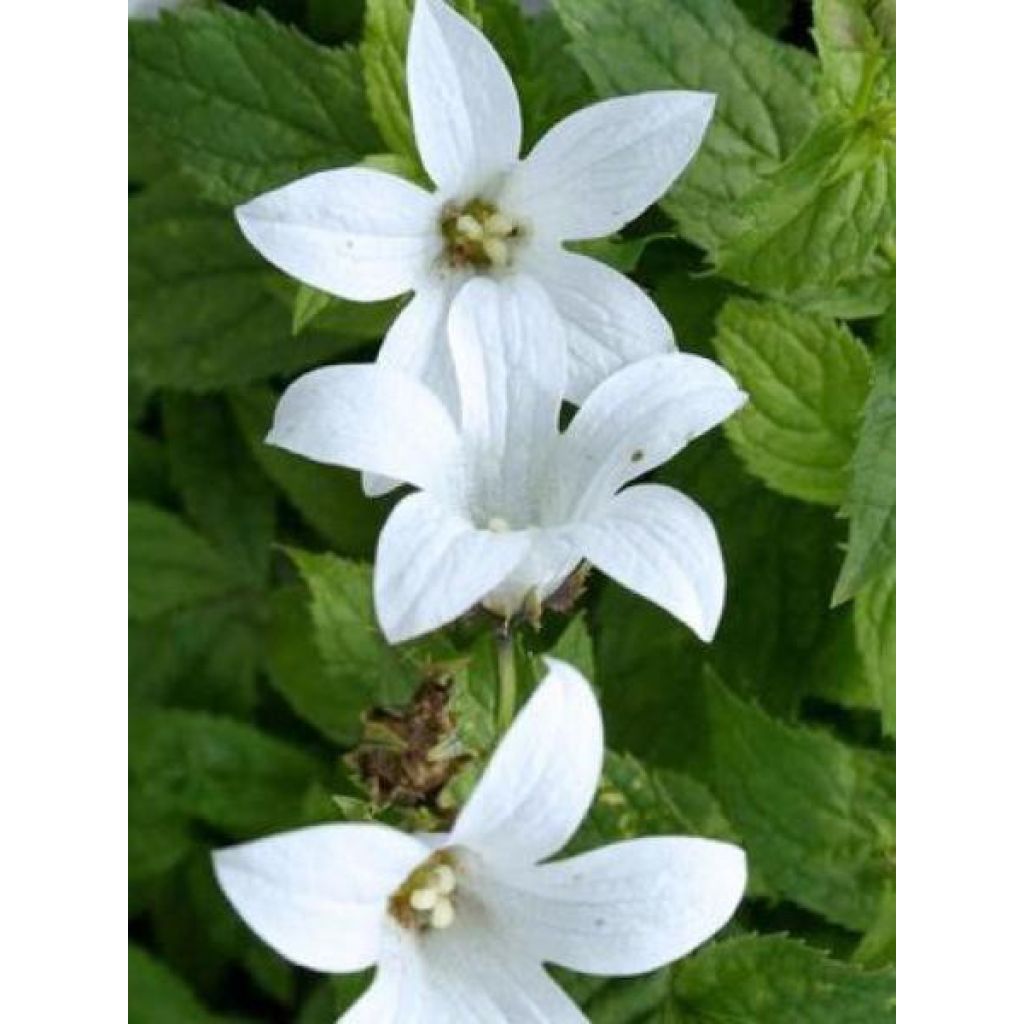 Campanula lactiflora Alba