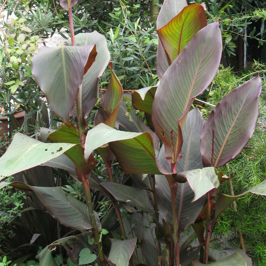 Canna indica Purpurea - Canna d'India