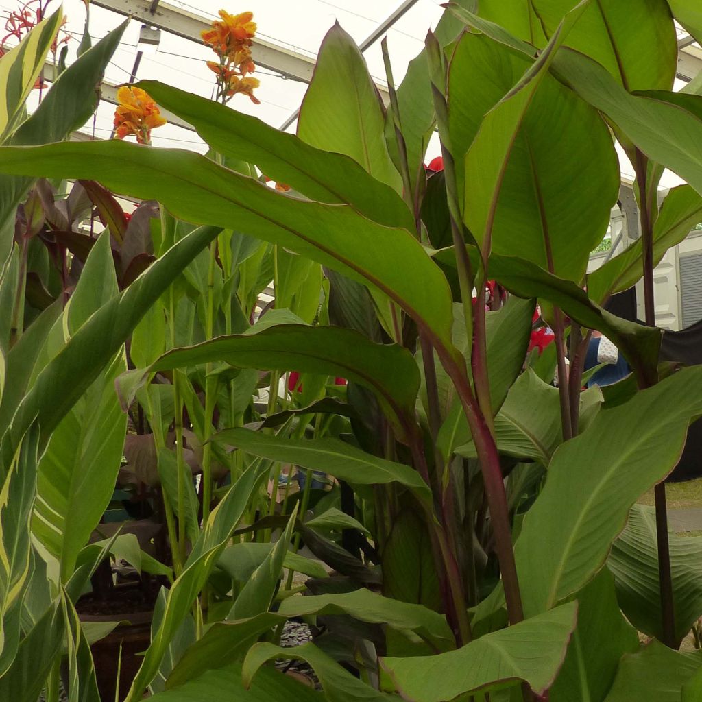 Canna musaefolia Musaefolia