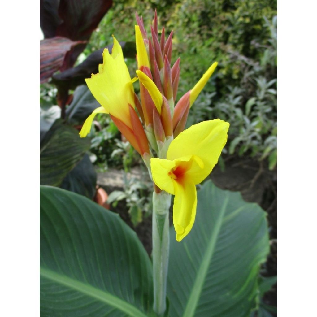 Canna Talisman