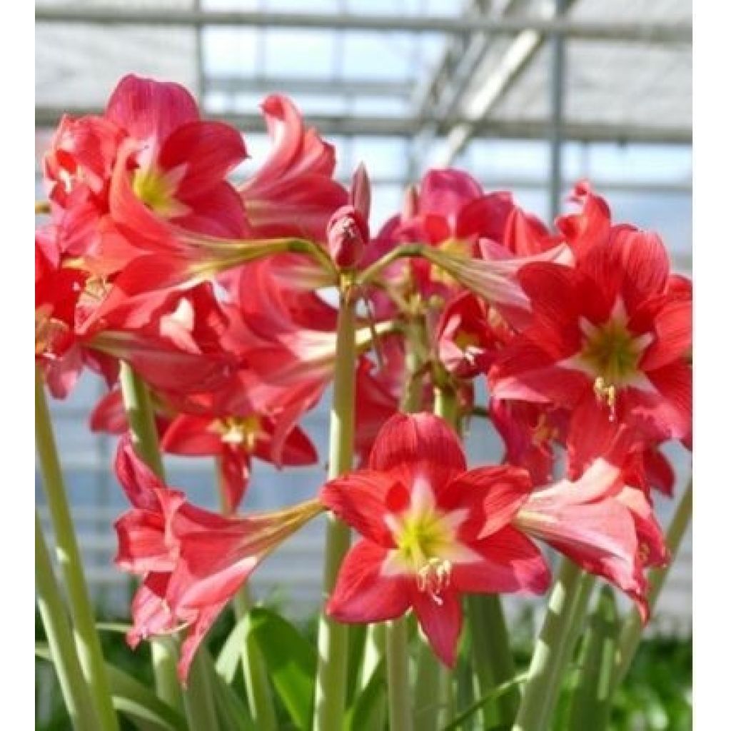 Amaryllis Striped Garden - Hippeastrum