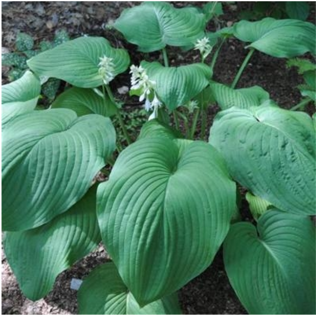 Hosta T Rex