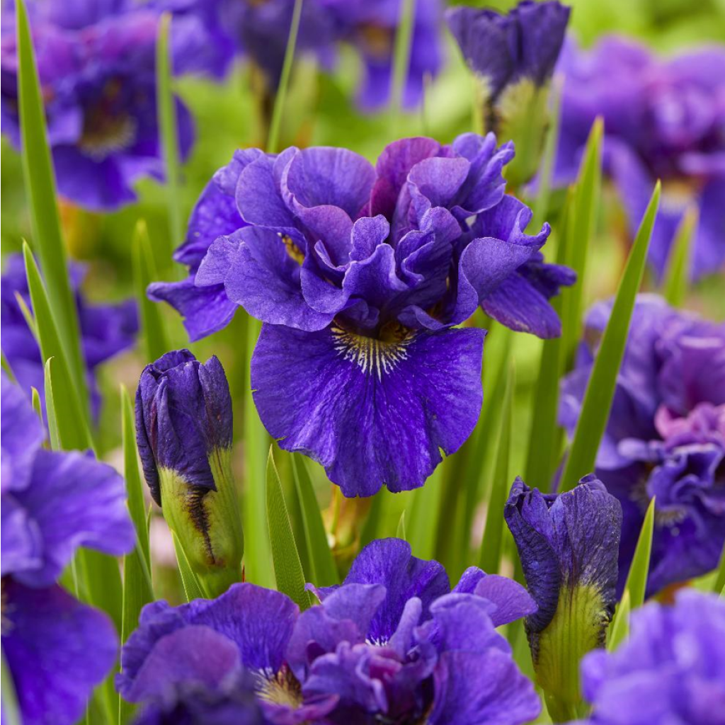 Iris sibirica Concord Crush - Giaggiolo siberiano