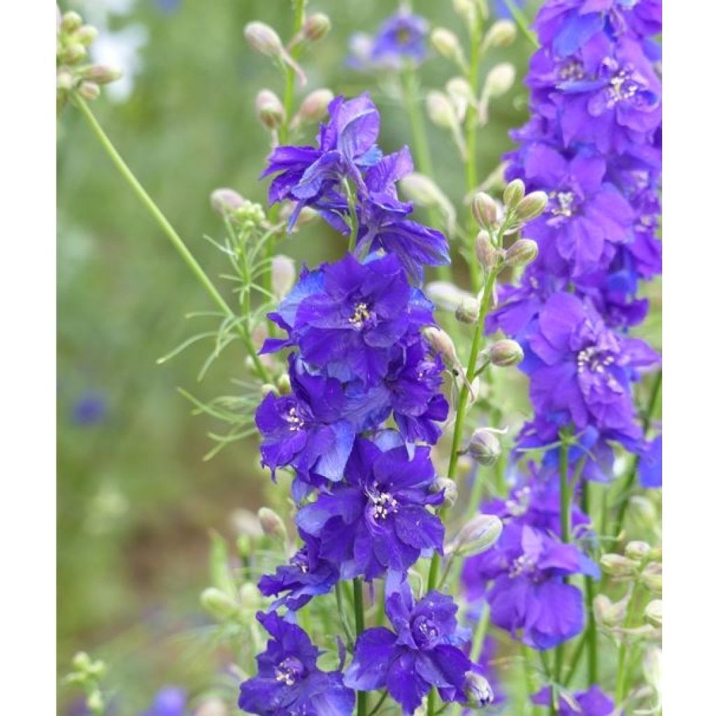 Delphinium consolida DelQIS White Blue Edge - Speronella consolida