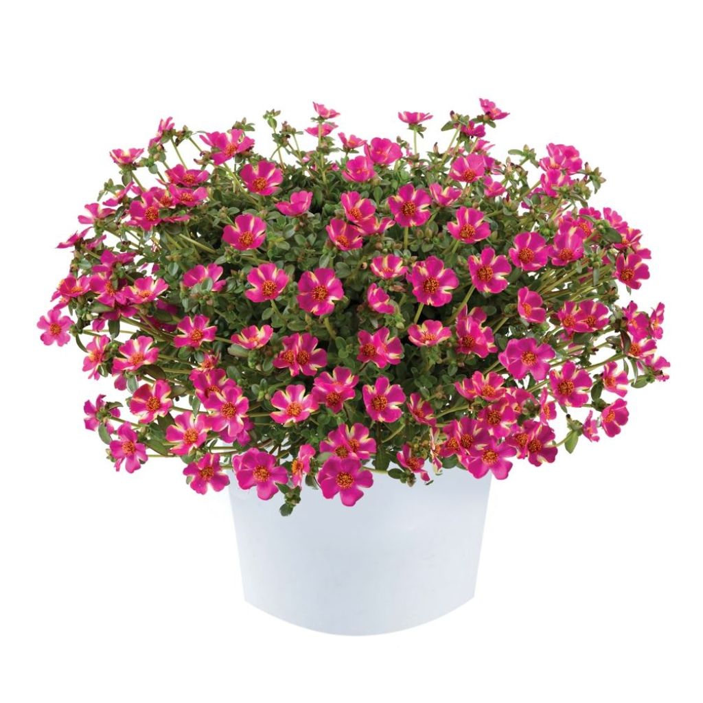 Portulaca Campino Twist Pink