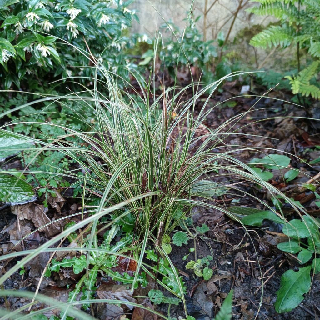 Carex brunnea Variegata