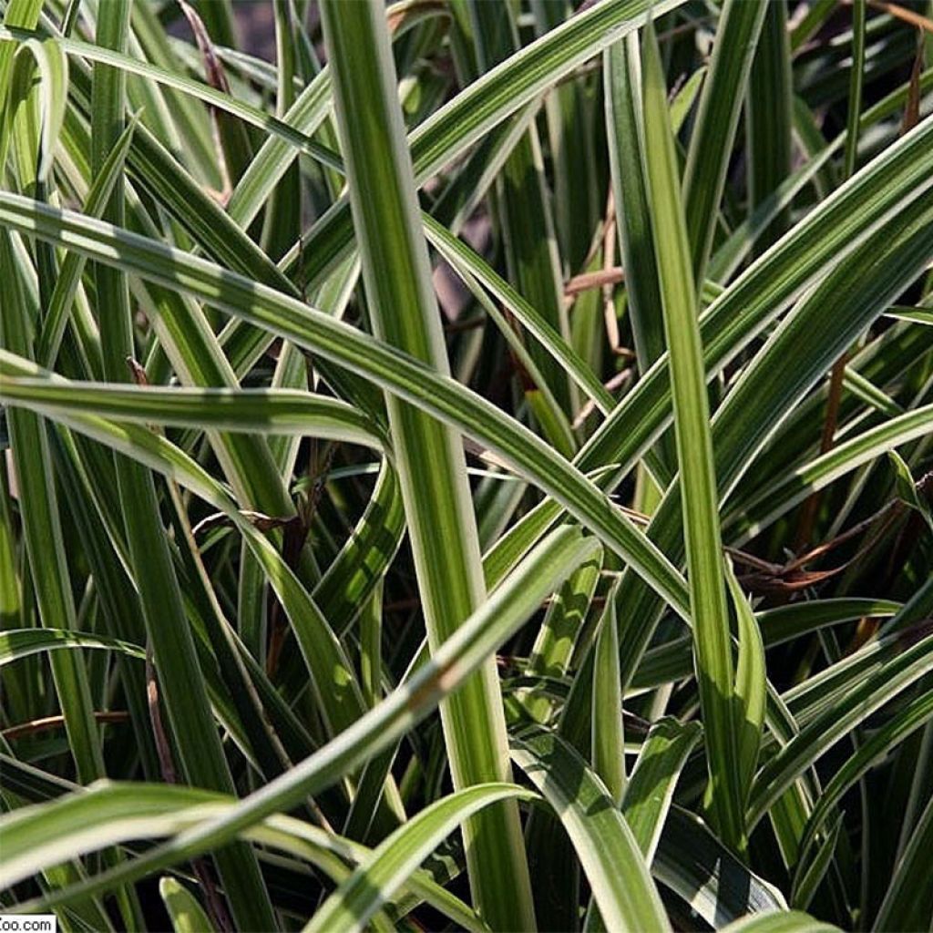 Carex morrowii Variegata - Carice variegato