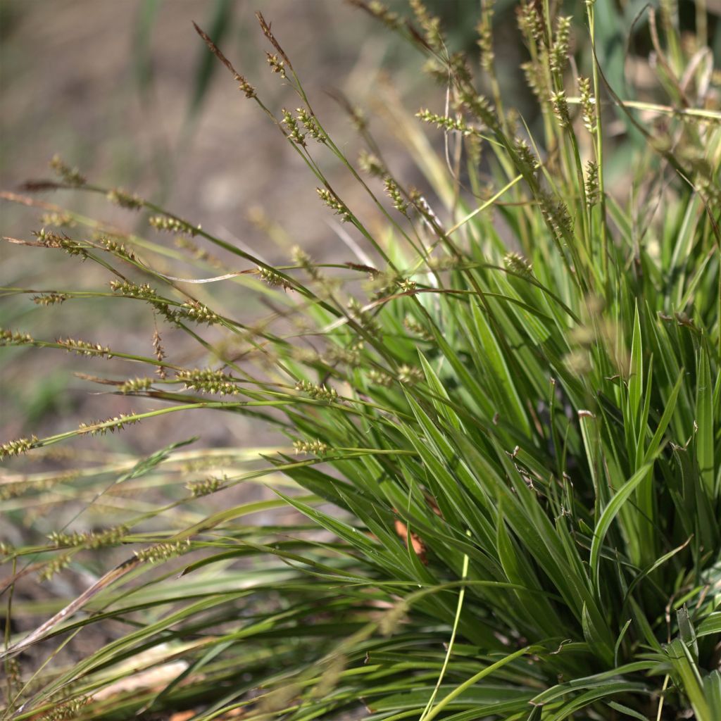 Carex morrowii Variegata - Carice variegato