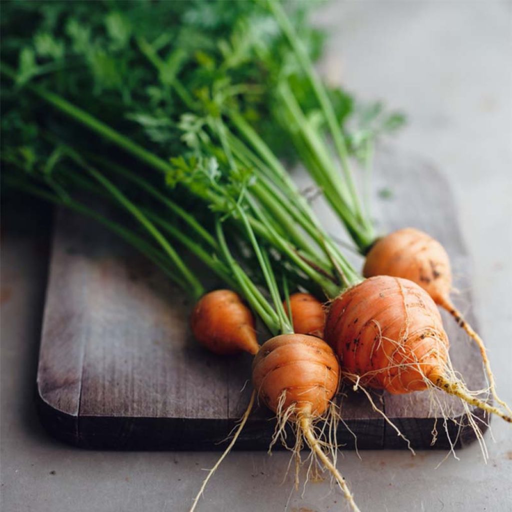 Carota Paris market