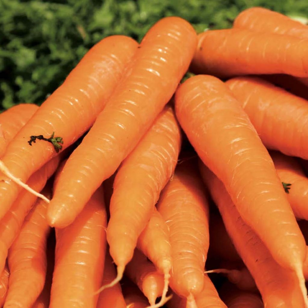 Carota Sugarsnax 54 F1