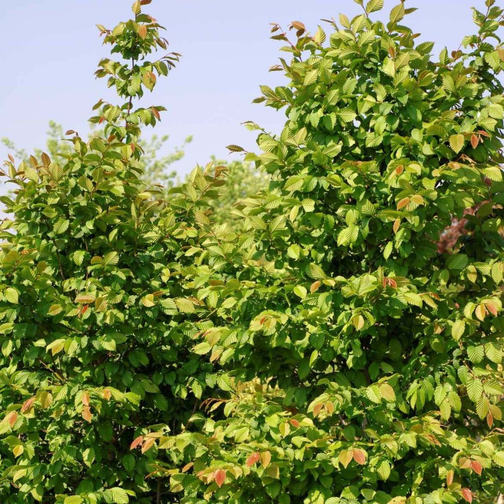 Carpinus betulus Stegemanns Primus - Carpino bianco