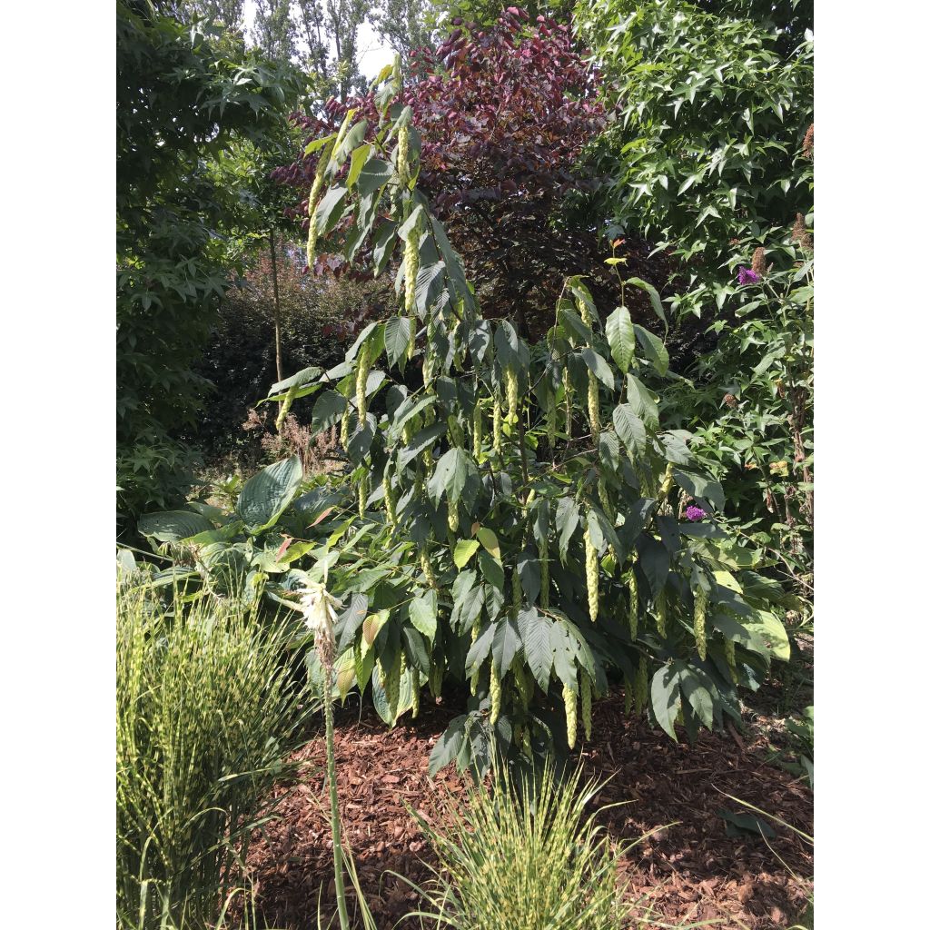 Carpinus fangiana - Carpino