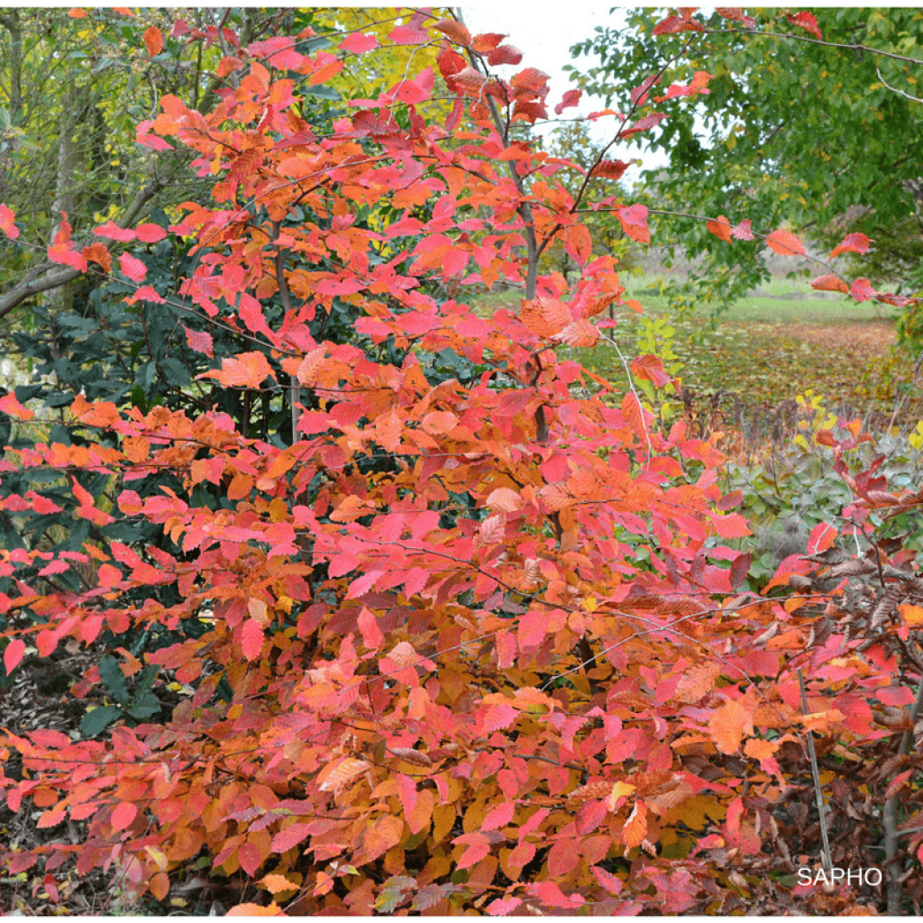 Carpinus betulus Rockhampton Red - Carpino bianco