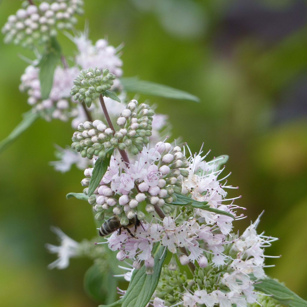 Caryopteris clandonensis Pink Perfection