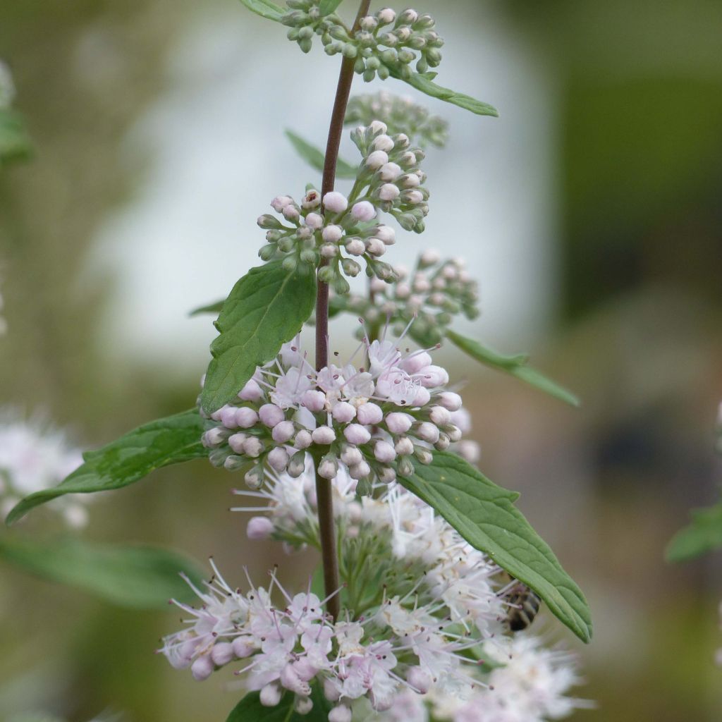 Caryopteris clandonensis Pink Perfection