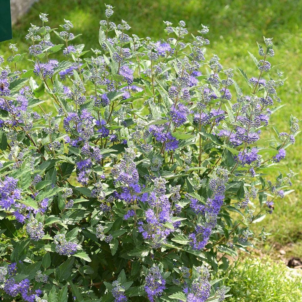 Caryopteris clandonensis Blue Balloon