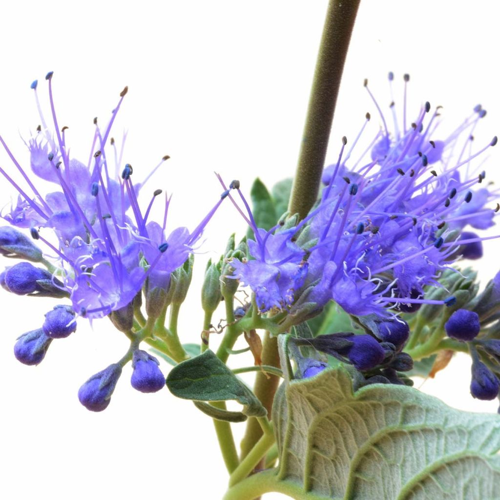 Caryopteris clandonensis Blue Balloon