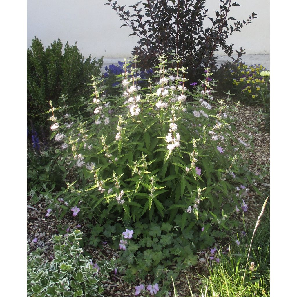 Caryopteris clandonensis Pink Perfection