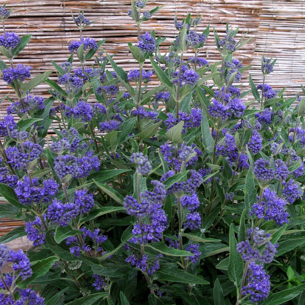 Caryopteris clandonensis Thetis