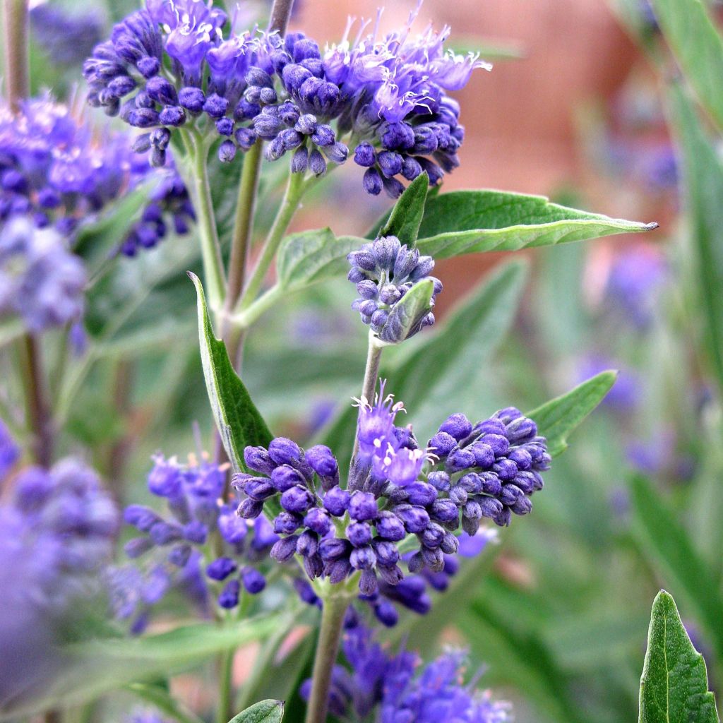 Caryopteris clandonensis Thetis