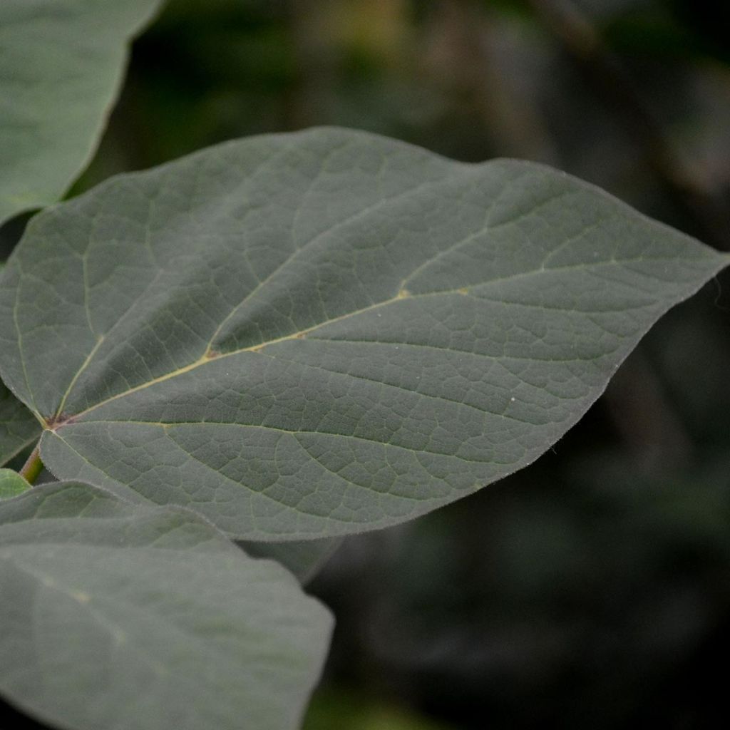 Catalpa erubescens Purpurea - Albero dei sigari