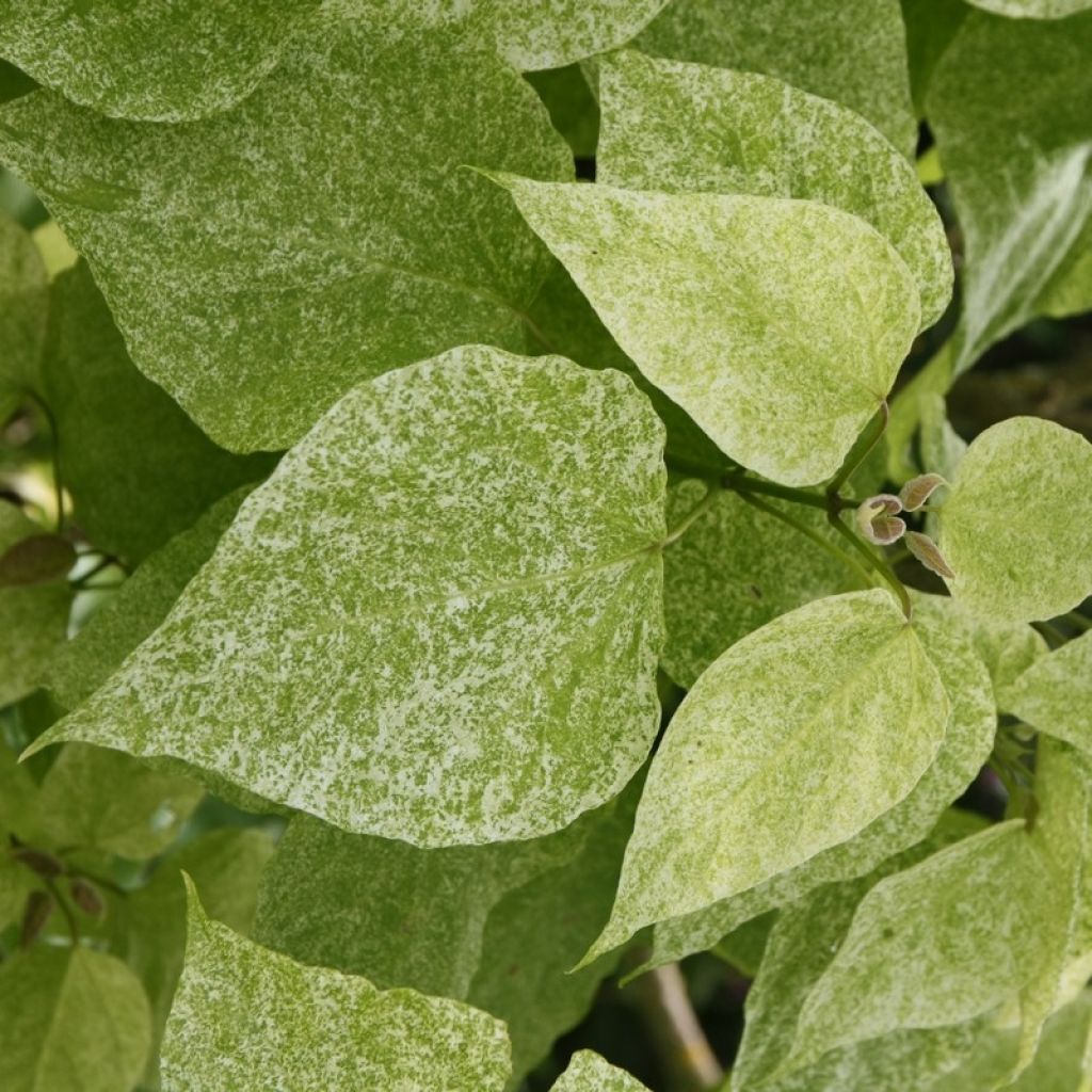 Catalpa speciosa pulverulenta - Albero dei sigari