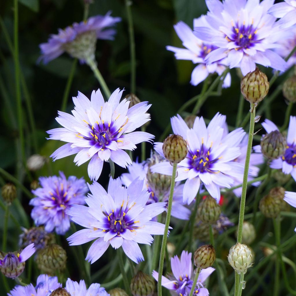 Catananche caerulea - Cupidone azzurro