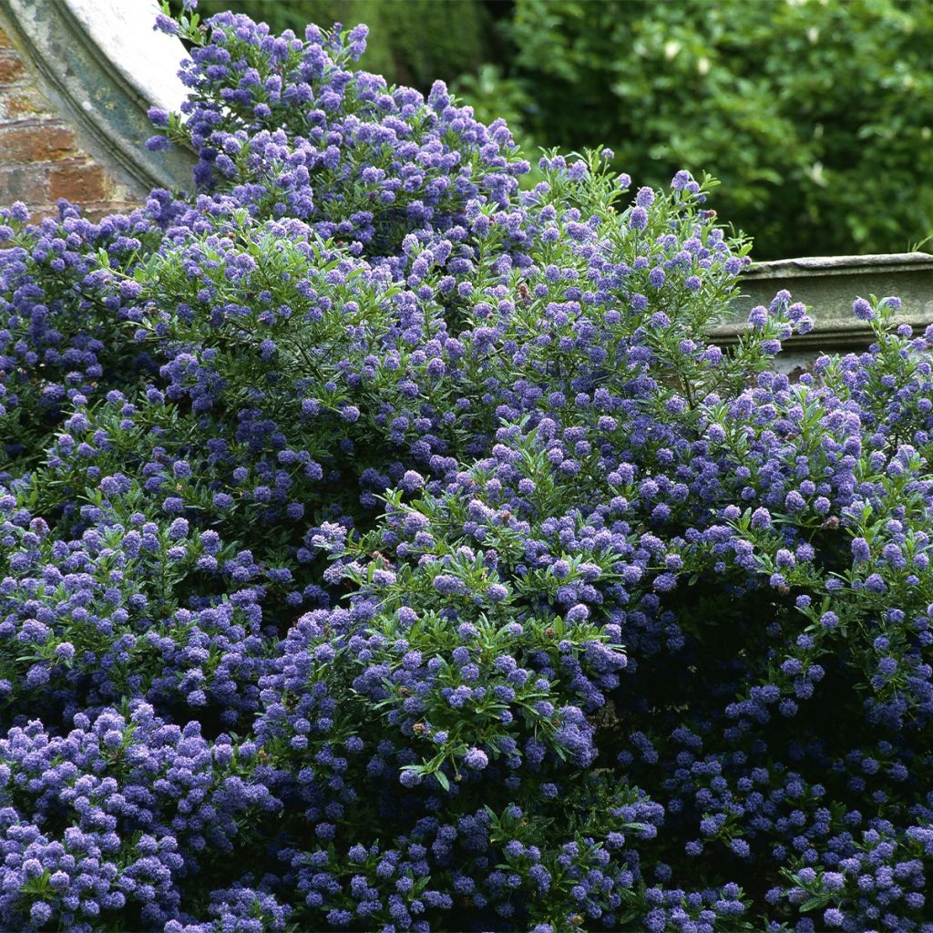 Ceanothus Autumnal Blue