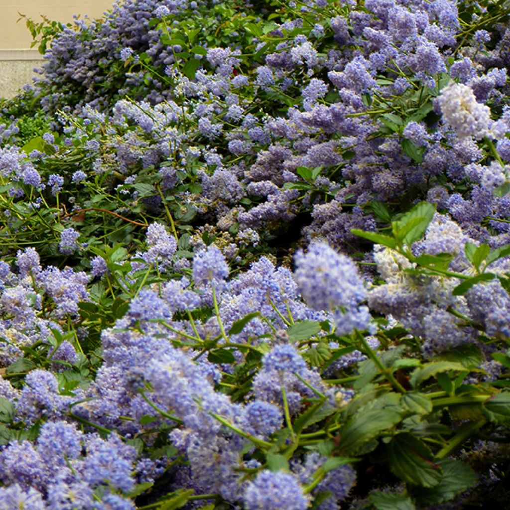 Ceanothus pallidus Marie Blue