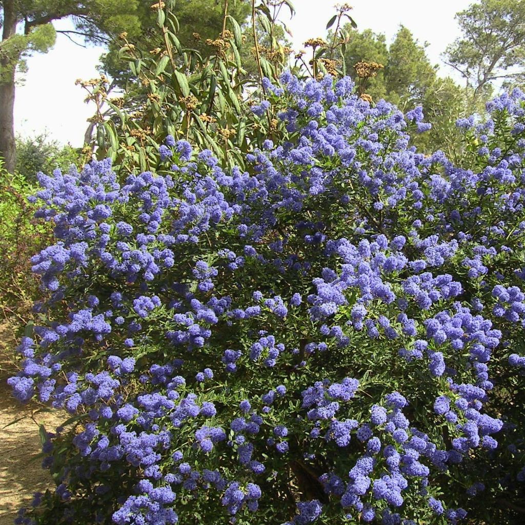 Ceanothus thyrsiflorus Repens