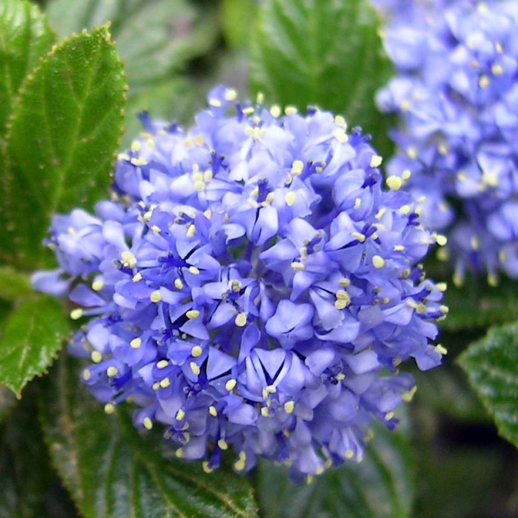 Ceanothus thyrsiflorus Repens