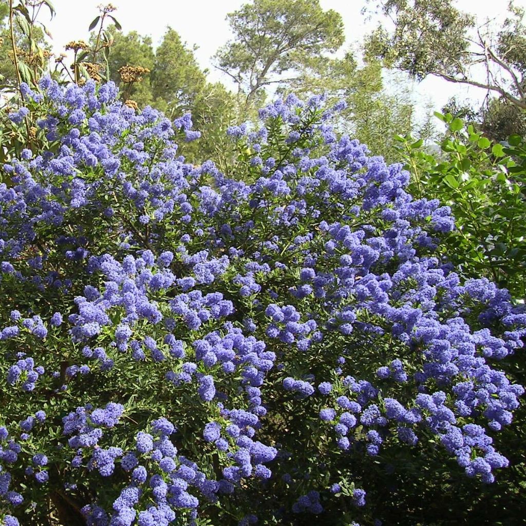 Ceanothus thyrsiflorus Repens