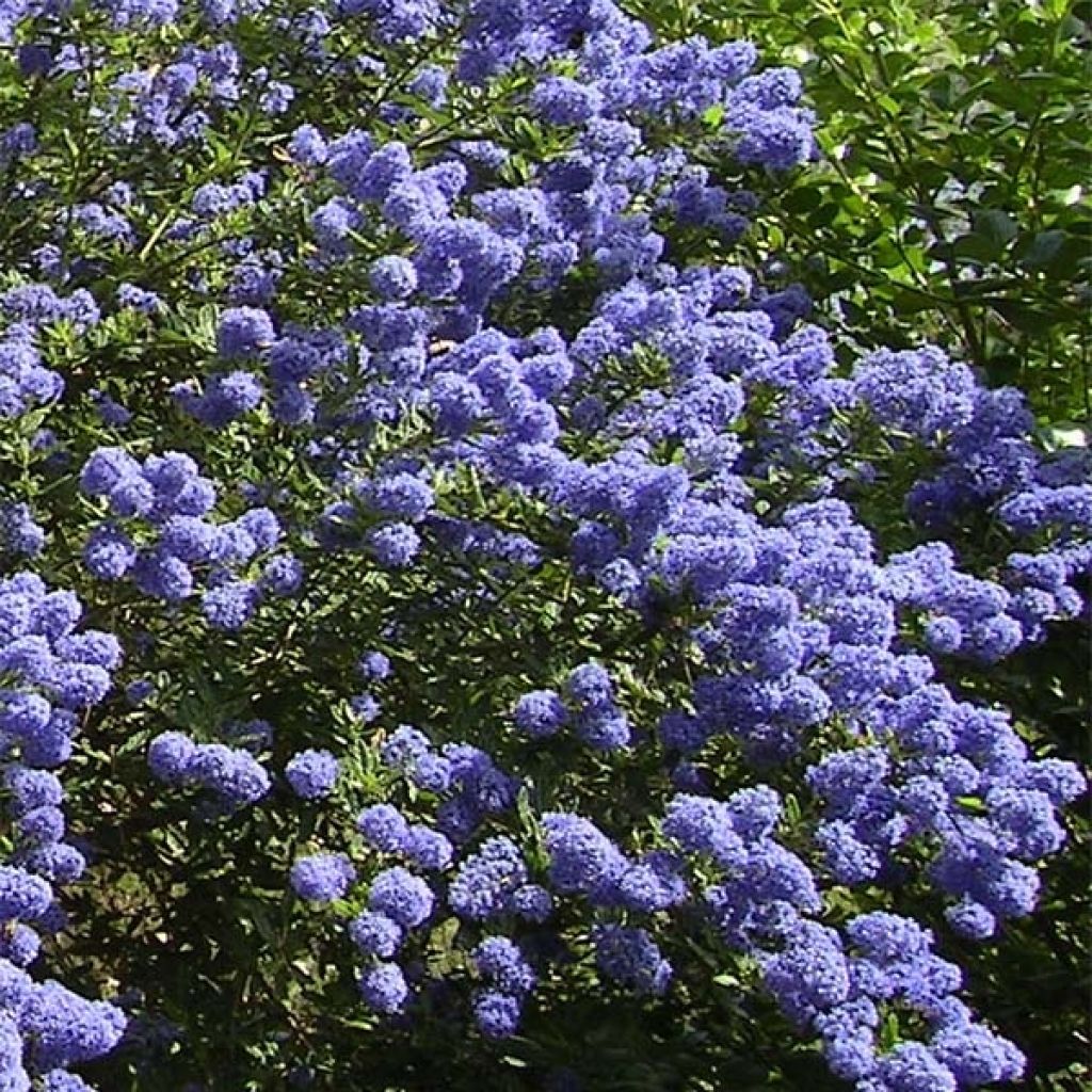 Ceanothus thyrsiflorus Repens