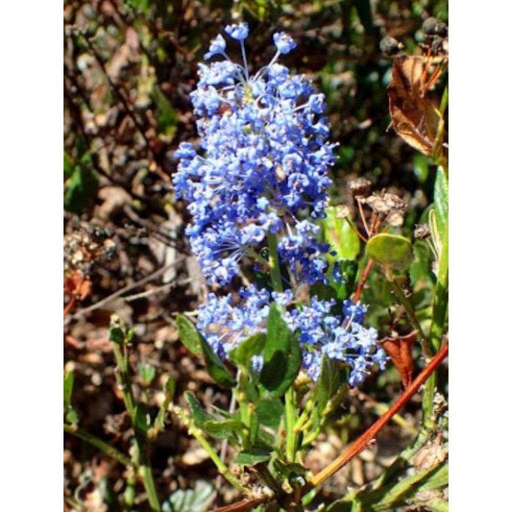 Ceanothus Skylark