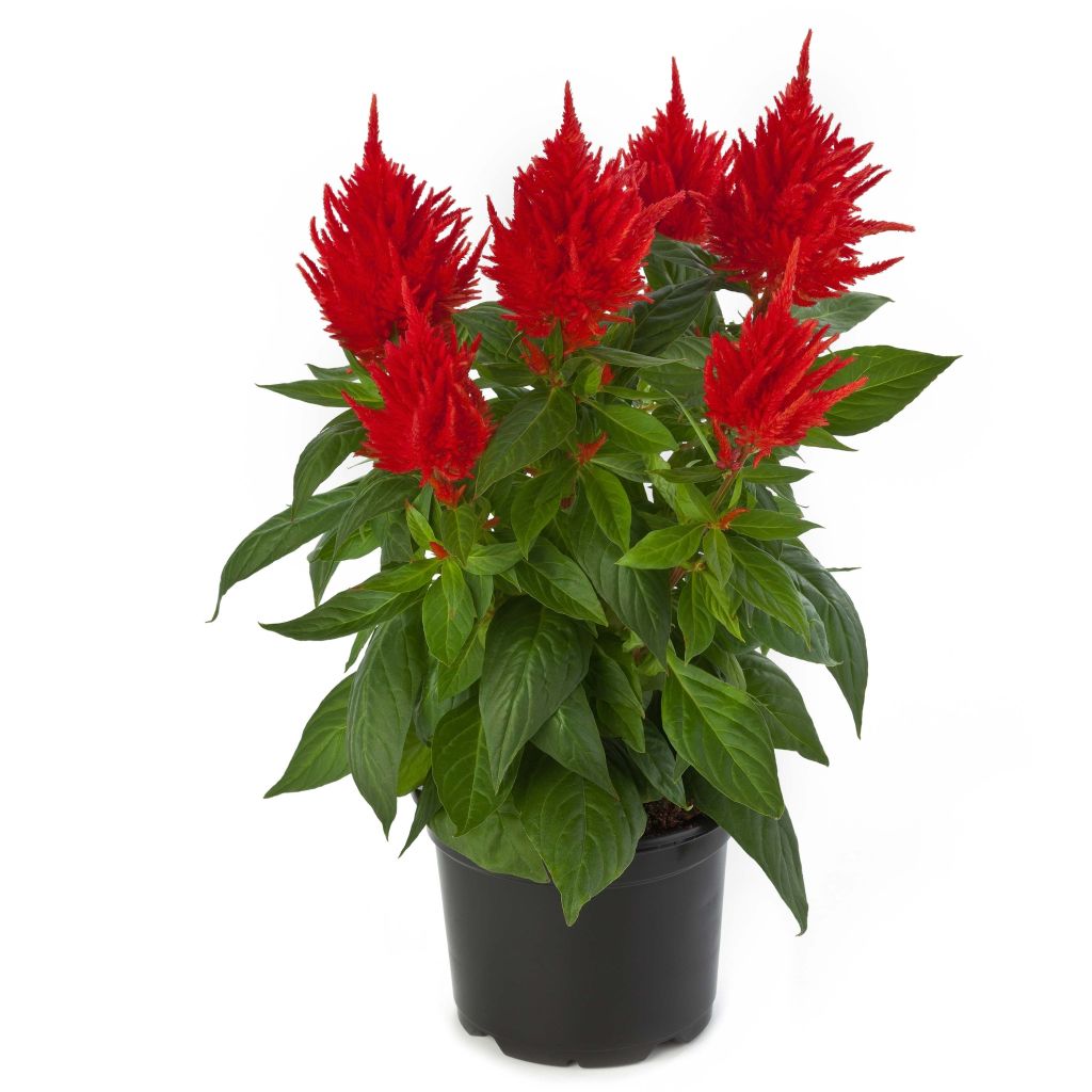 Celosia argentea var. plumosa Kelos Fire Orange - Amaranto piumoso