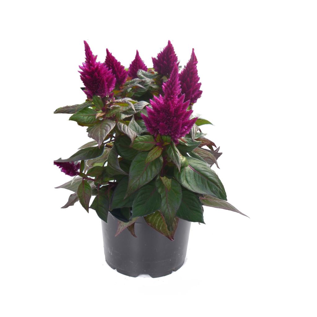 Celosia spicata Kelos Fire Purple