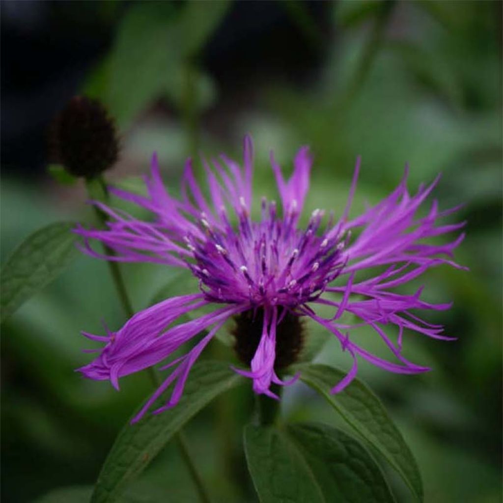 Centaurea montana Caramia - Fiordaliso montano