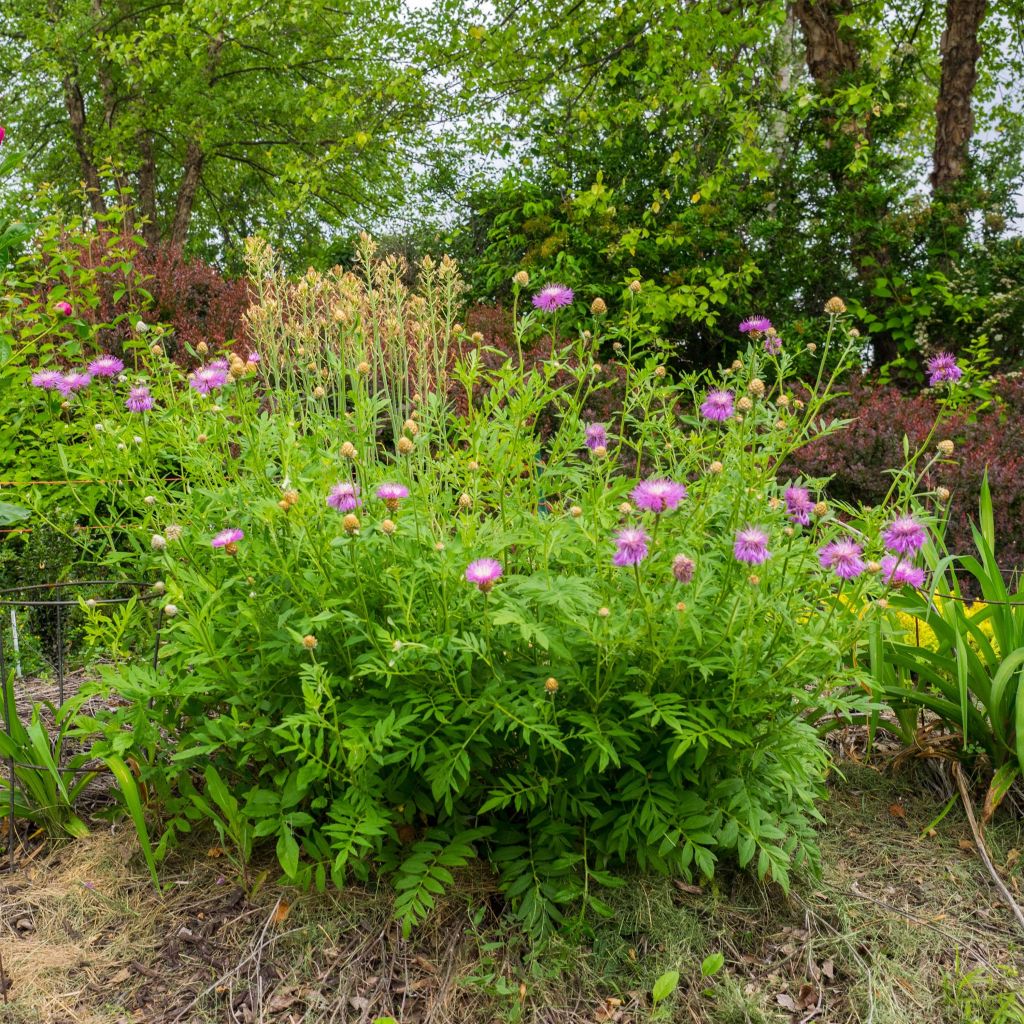 Centaurea dealbata - Fiordaliso