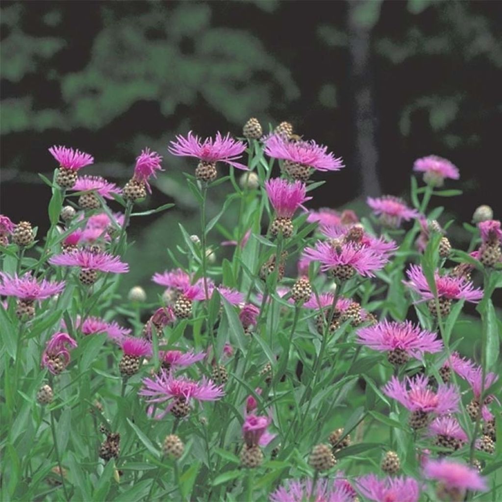 Centaurea jacea - Fiordaliso stoppione