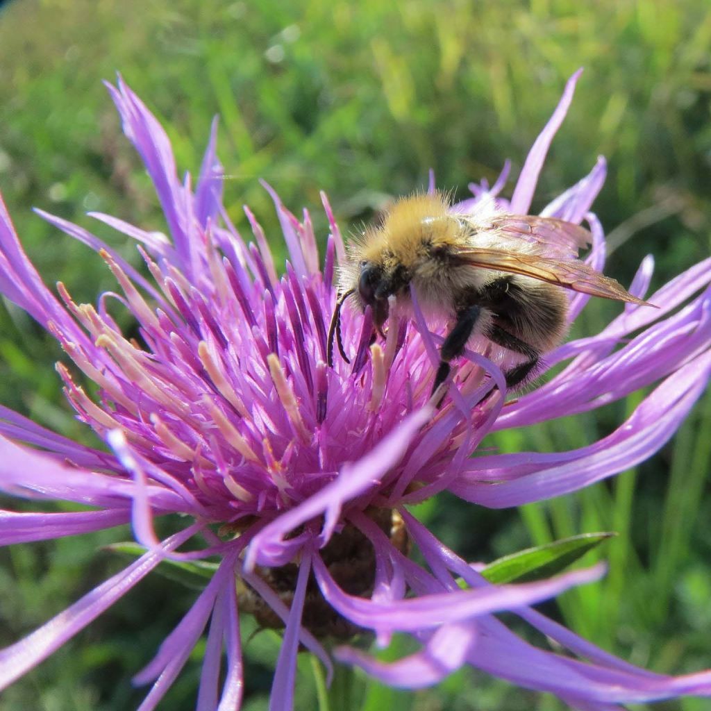 Centaurea jacea - Fiordaliso stoppione